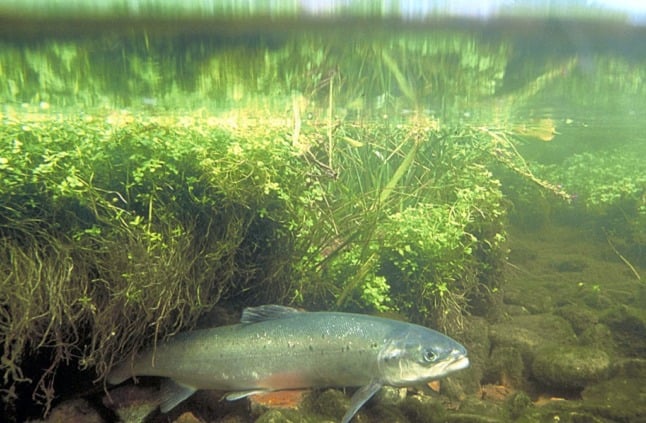 Pictured is an Atlantic salmon. 