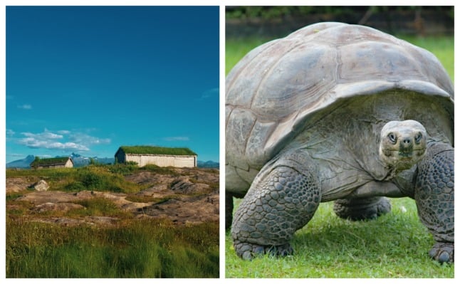 Pictured is the scenery of Bodø and next to a giant tortoise which is not native to Norway.