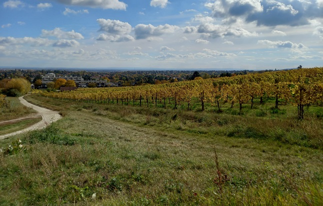 Explore Austria: Mauer, a charming wine-hiking spot on Vienna’s outskirts