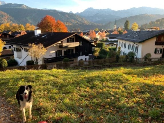 A dog on the grass in Garmisch-Partenkirchen, Bavaria. 