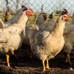 France culls over 600,000 poultry in new bird flu outbreak