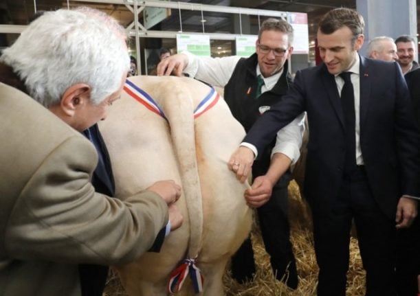 French President Emmanuel Macron checks the quality of a cow during the Paris Agriculture show.