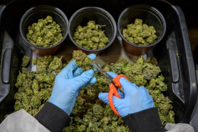 A worker prepares CBD dried flower buds at a CBD cannabis production company. 