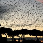 IN PICTURES: Magical but messy Rome scares off its starlings
