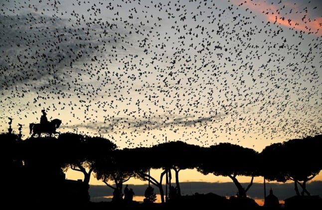 A murmuration of starlings over central Rome