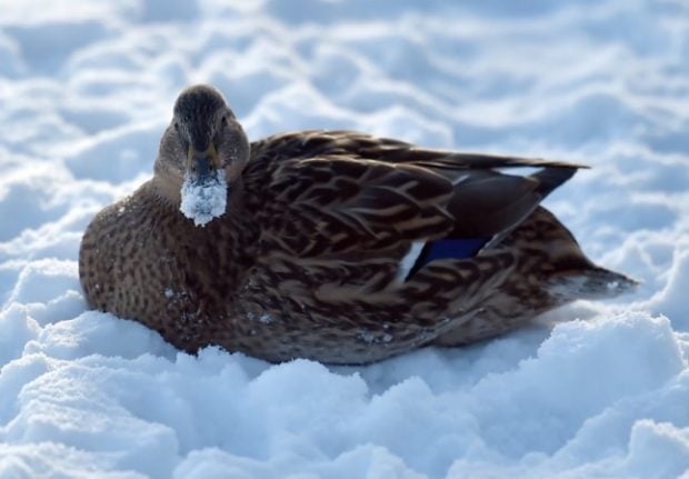 It's 'duck cold' - one of the many French expressions for describing the weather. 