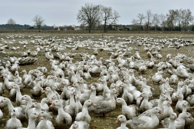 The French government have ordered the slaughter of more than one million poultry birds to deal with an avian flu outbreak 