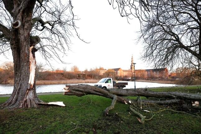 A tree felled by strong winds in central Copenhagen on Monday.