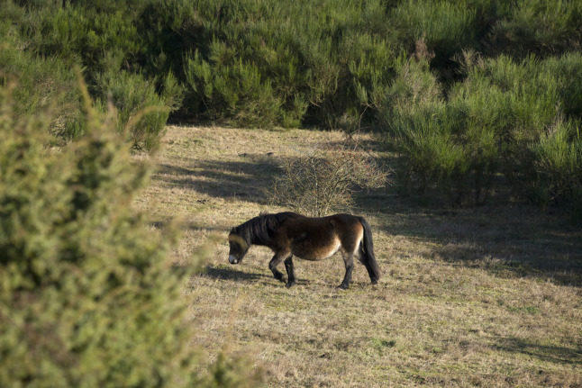 A wild pony in Denmark's Mols Bjerge National Park on January 25th 2022.