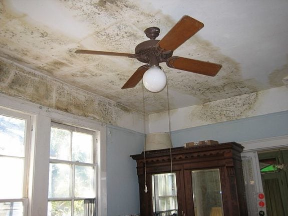 What can I do about mould in Spain?