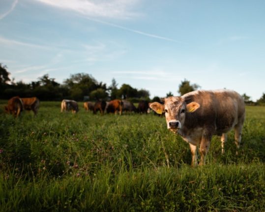 The simple life can be found in Switzerland’s abundant nature. Photo by Christian Burri on Unsplash