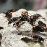 Massive hornet-trapping campaign begins in south west France