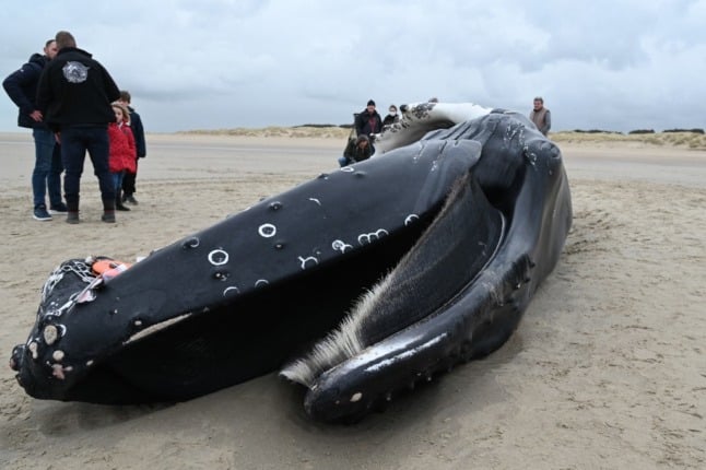 The body of a humpback whale on a beach in northern France