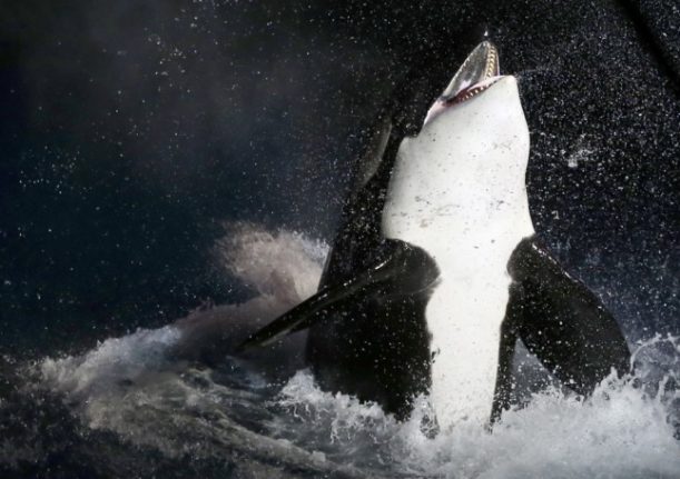 drugs orca attack spain
