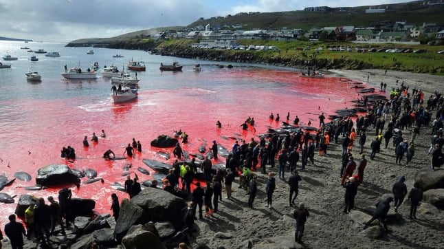 Faroe Islands begins review of controversial dolphin hunt