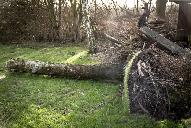 a fallen tree due to storm nora in denmark