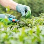 Why you should trim your hedge in Germany this February