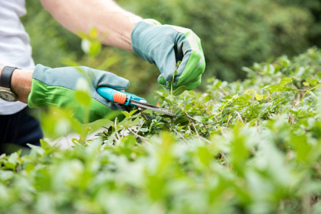 A gardener trims their hedges at home.