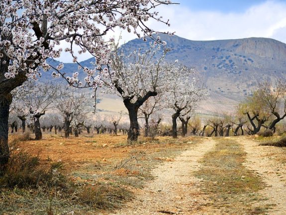 build rural land andalucia