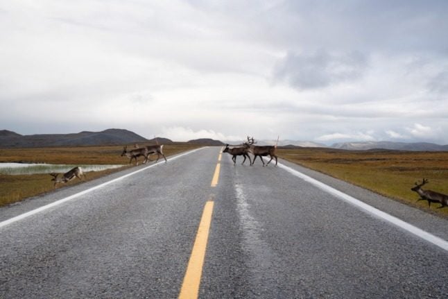 Reindeer in Troms og Finnmark