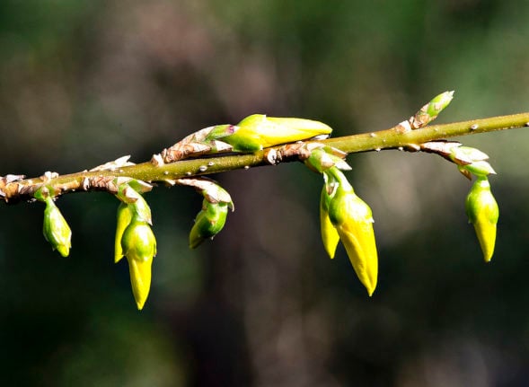 A file photo of spring buds in Denmark.