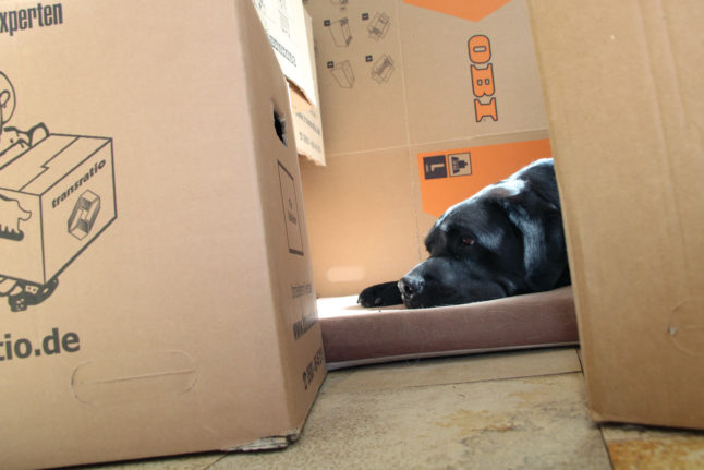 Dog and moving boxes