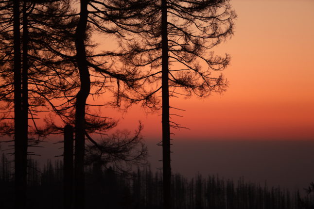 Forest in Saxony-Anhalt