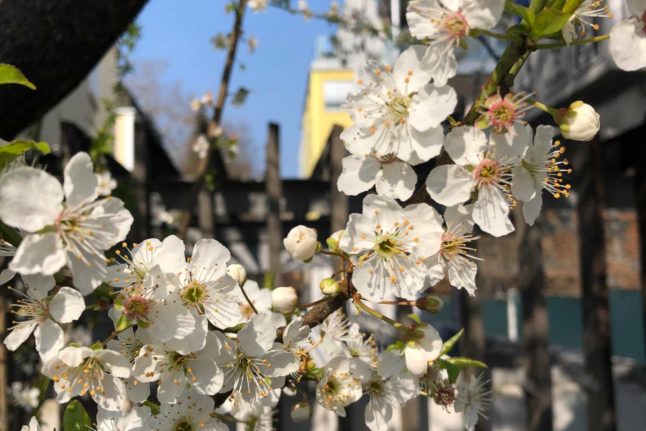 Is springtime Vienna's most beautiful season? Image: Amanda Previdelli
