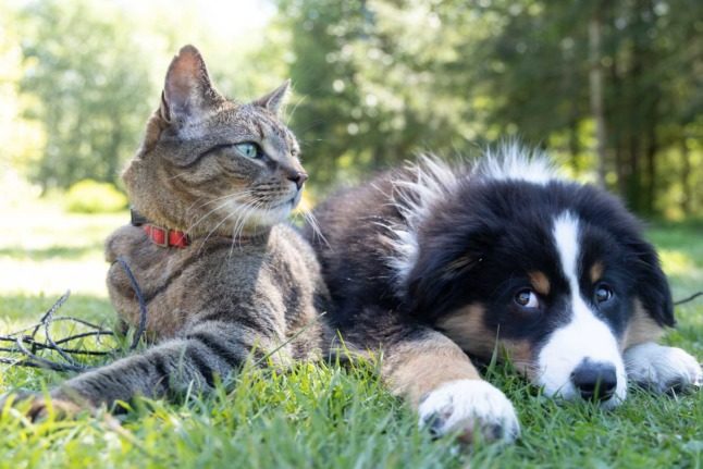 A dog and a cat sit next to each other in a meadow.