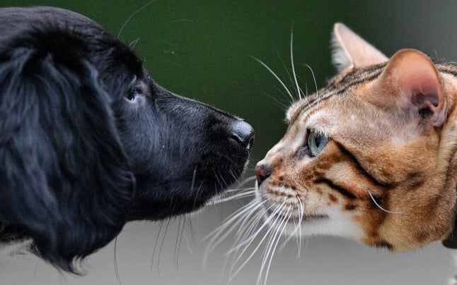 A ginger cat looks nose to nose at a black dog