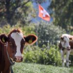 Only in Switzerland: Cow taken on train ride