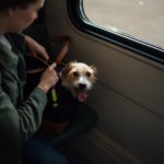 How can I travel with my pet from Spain to the UK without it going in the hold?