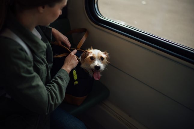 are dogs allowed on buses in france