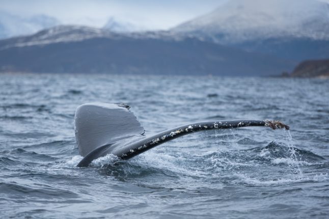 A humpback whale in Norwegian Arctic waters.