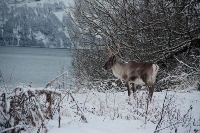 A reindeer in Lyngby.