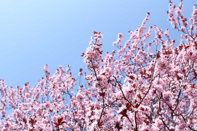 Cherry blossoms seen against a blue sky in spring in the Austrian capital of Vienna. Photo by Matias Tapia on Unsplash