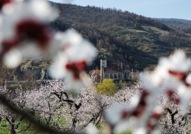 Blooming apricot trees in the Wachau area.