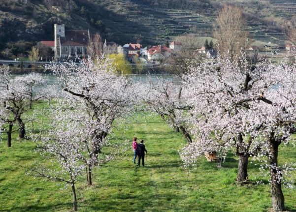 Blooming apricot trees in a garden in the village of Bacharnsdorf,