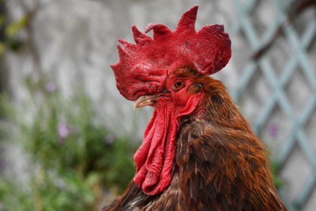 Cockerel in legal case to test France's new law to protect rural heritage