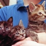 Do you really need a licence if your cat has kittens in France?