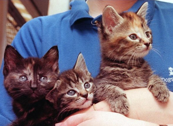 Do you really need a licence if your cat has kittens in France?