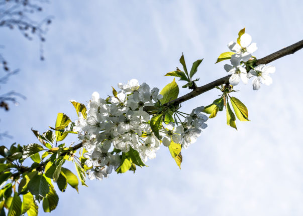 A cherry blossom in Aalborg in 2020