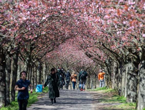 Walkers and runners under cherry trees in Berlin.