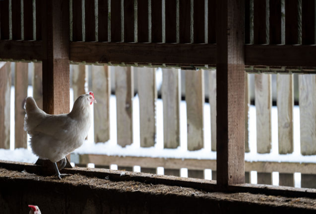 organic farm at a window