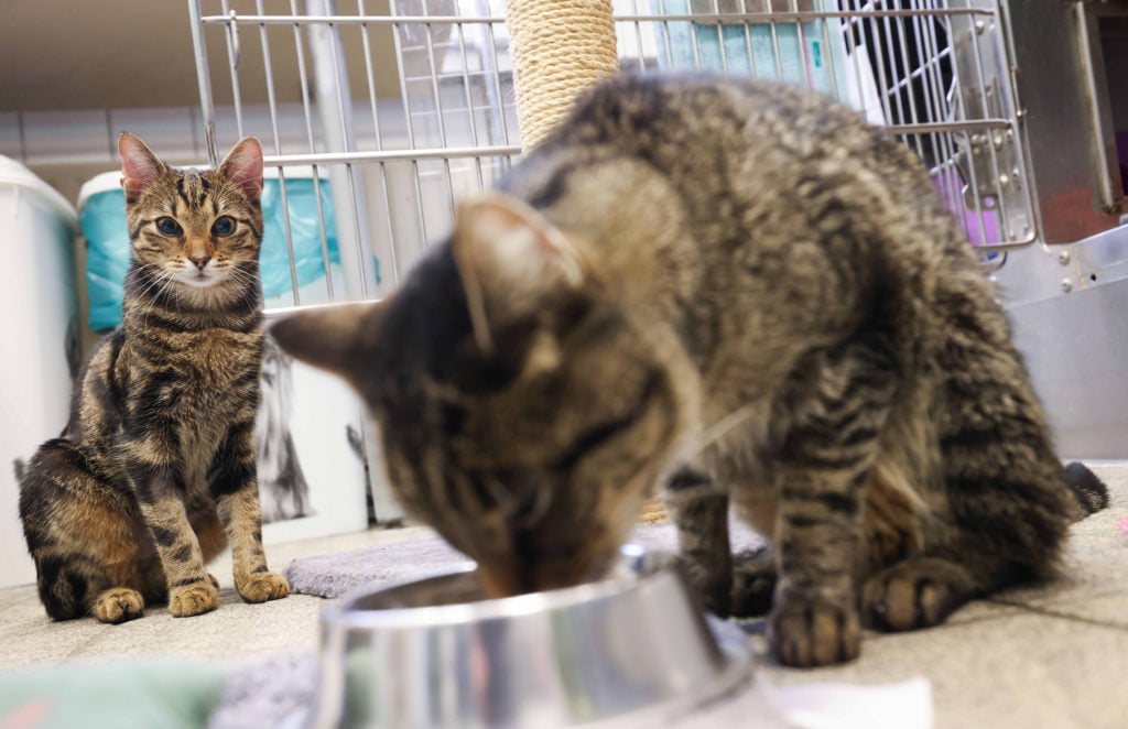 European shorthair cats Jonas und Hubi at a shelter in Hamburg