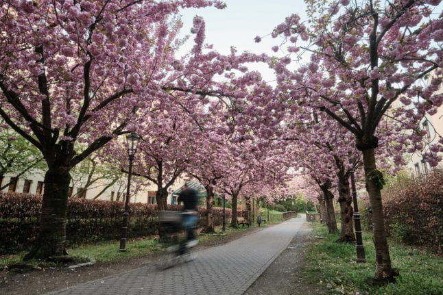 Cherry blossom trees line a street in Braunschweig, Lower Saxony.