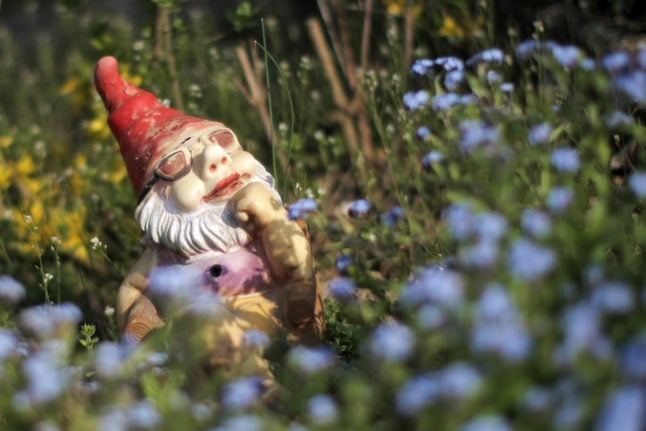 A garden gnome with sunglasses sits among flowers in an allotment garden in Mainz.