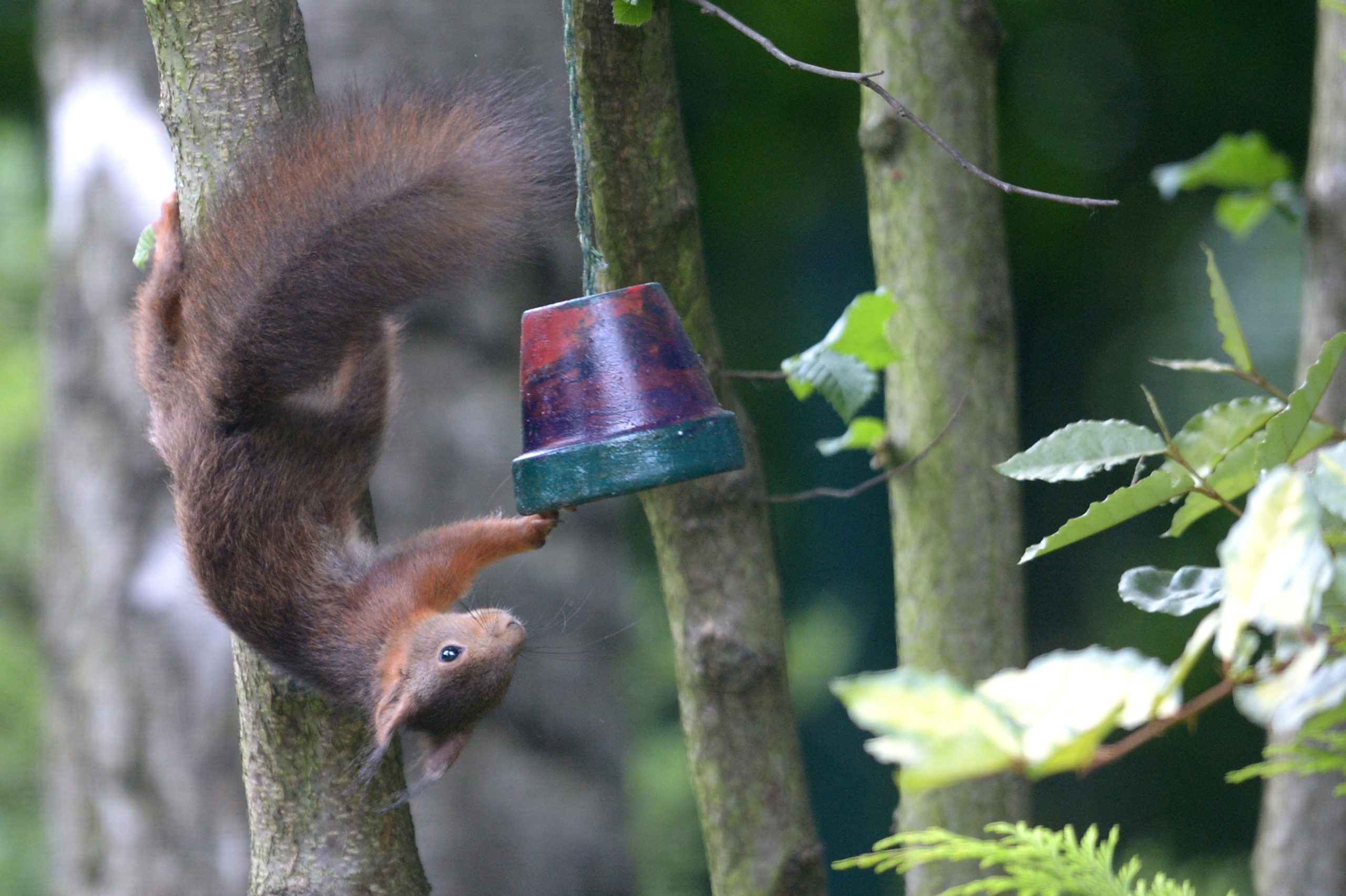 A squirrel attempts to steal food from a hanging flower pot.