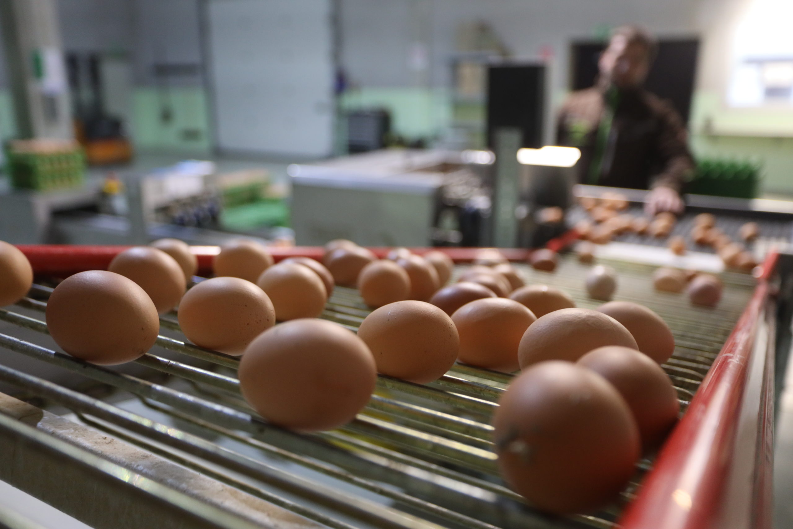 Eggs being transported out of laying halls via a conveyor belt.