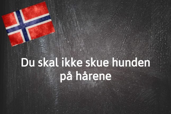 Norwegian expression of the day: Du skal ikke skue hunden på hårene